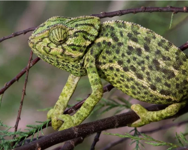 chameleon